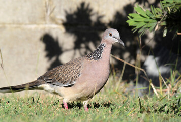 Spotted Dove pigeon bird standing on green grass in front of a brick wall