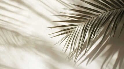 Obraz premium Palm Leaf Shadow on a Beige Wall