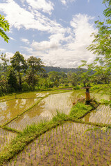 Rice fields in Bali Indonesia, Munduk