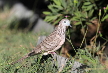 Peaceful Dove pigeon bird standing on the border of a garden