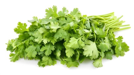 Obraz premium fresh cilantro coriander isolated on white background. 
