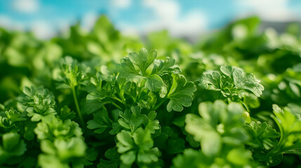 Fototapeta premium Fresh Green Parsley Leaves Close Up