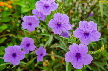 Purple flowers (Ruellia Simplex) blooming in the garden with morning sun light.