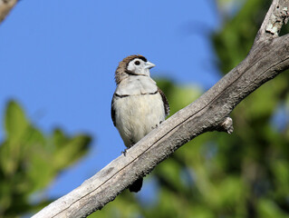 Double-barred Finch bird perched on a tree branch