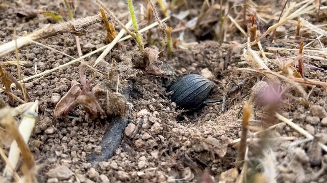 Striking slow motion footage of a black dung beetle burying itself in the ground, it moves its legs and expels the loose soil from the hole it is making, we observe the stripes it has on its thorax