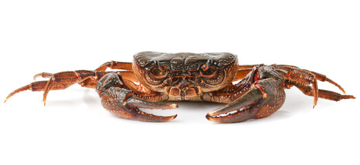 Orange Crab isolated on white background, Fresh seafood, Serrated mud crab, Thai mountain crab.