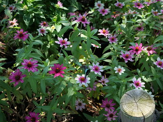 花壇で咲いているジニア