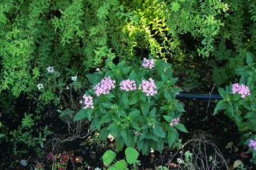 花壇でペンタスの花が咲いている