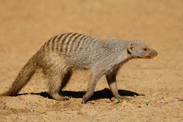 A banded mongoose (Mungos mungo) in natural habitat, Chobe National Park, Botswana.