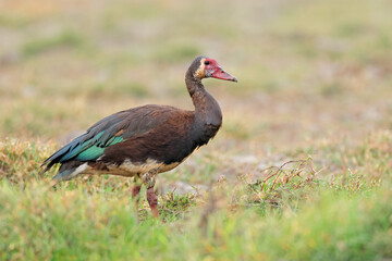 A spur-winged goose (Plectropterus gambensis) in natural habitat, Chobe National Park, Botswana.