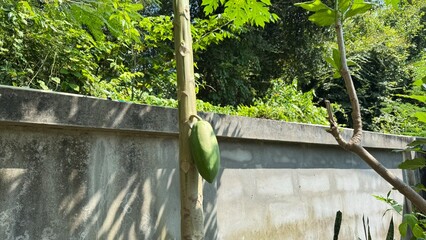A papaya on the tree near the fence of the house.