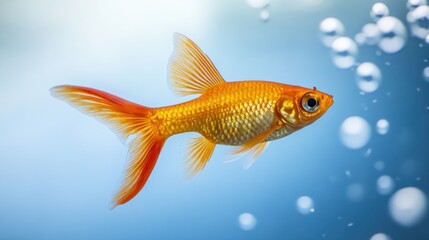 Obraz premium Golden Fish Swimming in Blue Water