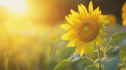 Fototapeta premium Golden Sunflower Field at Sunset
