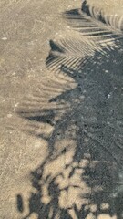 Shadow of branches on the concrete floor.