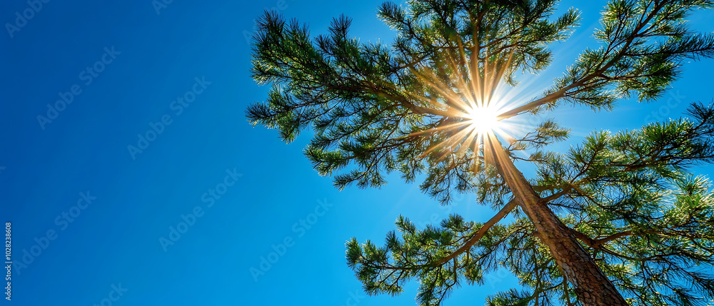 Poster a low angle view of a large pine tree with the sun shining through the branches.