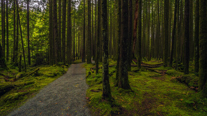 Fototapeta premium Wide open gravel forest trail through 