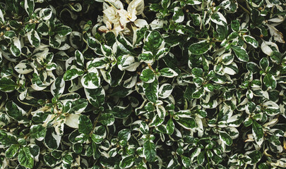 Beautiful green leafs plant background. Tropical leaves concept