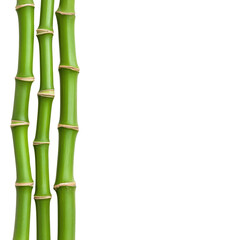 Obraz premium Three bamboo stalks against a white isolated background. Transparent PNG
