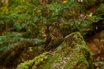grouse on mossy rock