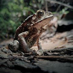 Asian Common Toad Duttaphrynus melanostictus