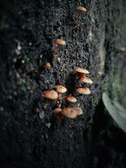 Fototapeta premium fungi grows on the wall concrete
