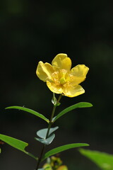 黄金色の梅に似た花