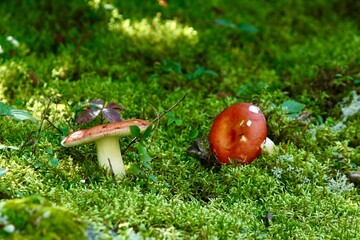 mushroom in the moss