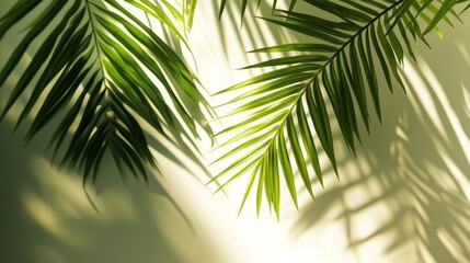 Naklejka premium Palm Fronds Cast Shadows on a Light Green Wall