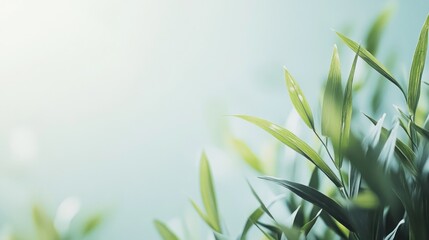 Fototapeta premium Green Leaves with a Soft Background