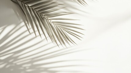 Obraz premium Palm Leaf Casts Shadow on White Background