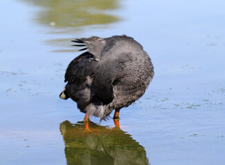 Dusky Moorhen bird standing in shallow water and preening its feathers