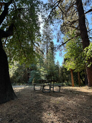 Picnic Table at Campground, Big Trees, Nature