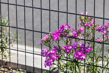 フェンス越しの花