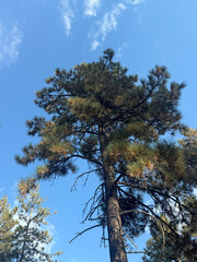 California Outdoors, Camping Ground, Big Trees, Nature
