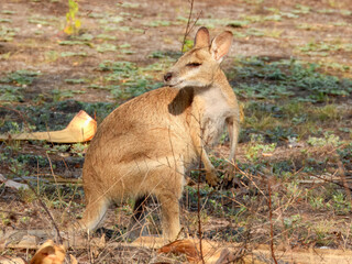 Agile Wallaby (Notamacropus agilis) in Australia © Imogen