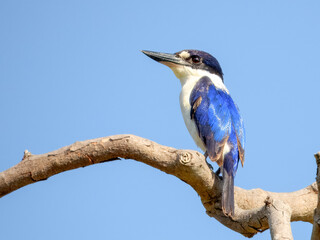 Forest Kingfisher - Todiramphus macleayii in Australia