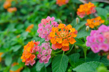 Lantana or Lantana camara flowers  blooming in the morning
