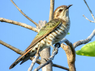 Fototapeta premium Horsfield's Bronze-Cuckoo - Chrysococcyx basalis in Australia