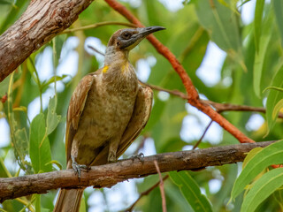 Little Friarbird - Philemon citreogularis in Australia