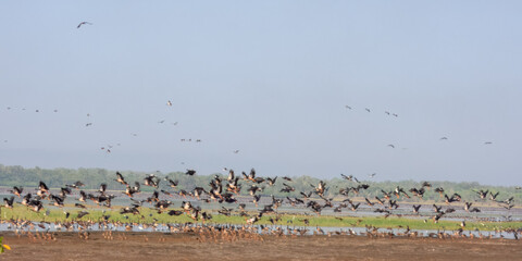 Magpie Goose - Anseranas semipalmata in Australia