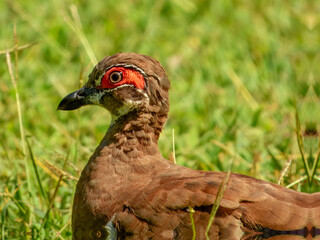 Partridge Pigeon - Geophaps smithii in Australia