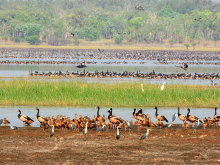 Plumed Whistling-Duck - Dendrocygna eytoni in Australia