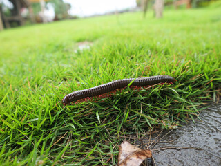 Millipedes on green grass