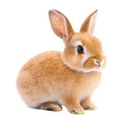 Obraz premium A fluffy brown rabbit sits alone against a crisp white backdrop, highlighting its soft fur and cute features.