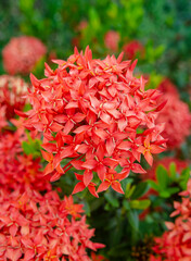 Fototapeta premium Red Ixora coccinea bloom in tropical garden. Group of elegant star-shaped flowers with detailed petals and green leaves. Floral plants for outdoor
