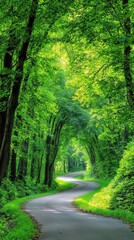 Obraz premium Winding Road Through Dense Green Forest