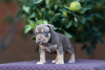 Cute little American bully puppy