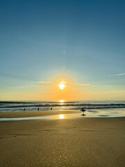 Seagulls, Sunrise At Beach in Florida