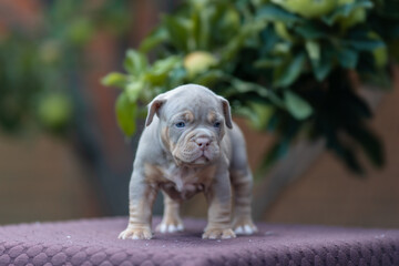 Cute little American bully puppy