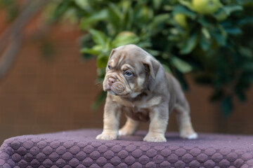 Cute little American bully puppy